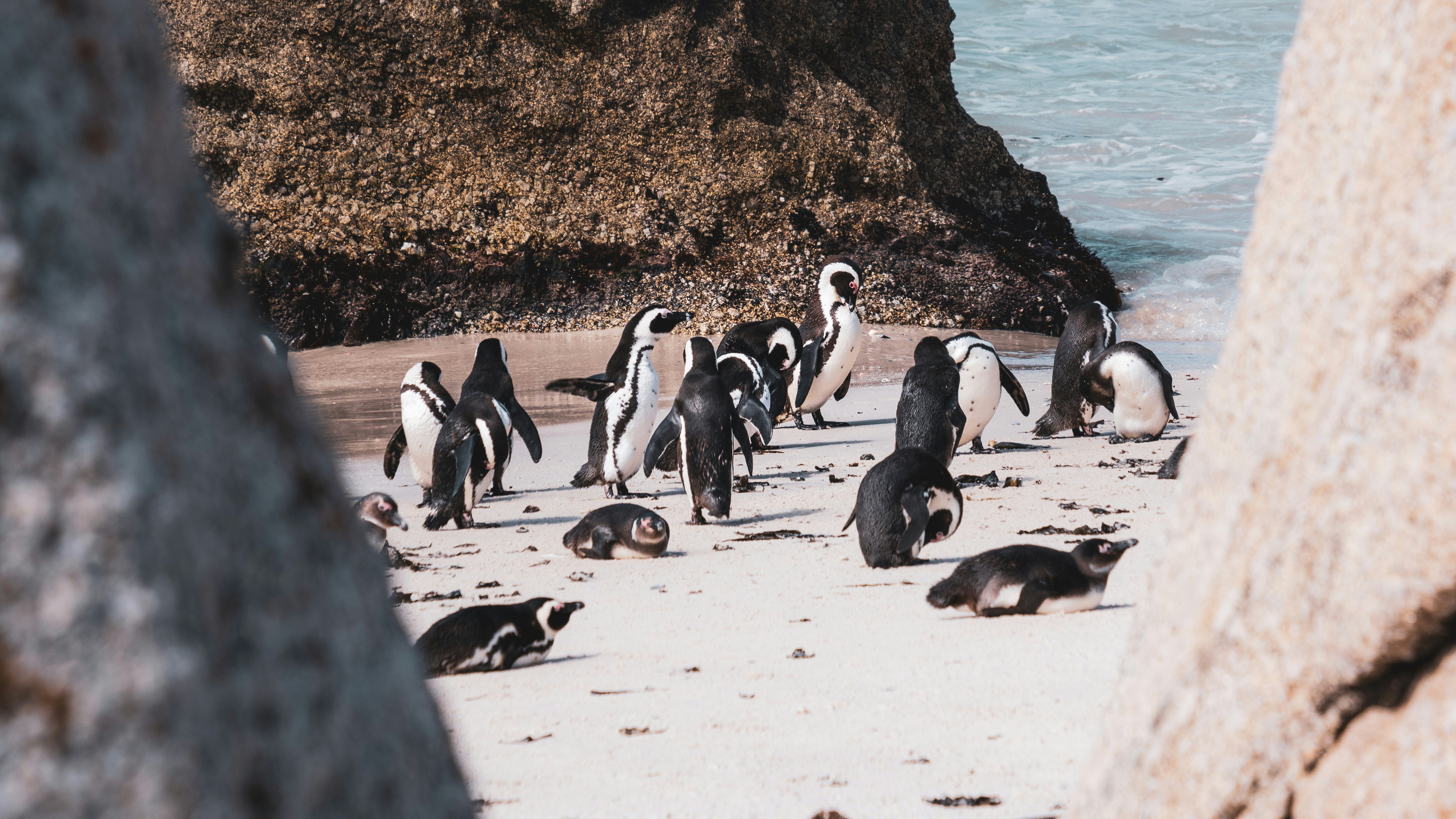 Penguins at Boulders Beach, Simon's Town